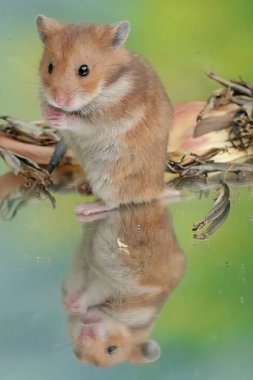 Yere düşen muz çiçeklerini yiyen bir Campbell cücesi hamster. Bu kemirgenin bilimsel adı Phodopus kampbelli..