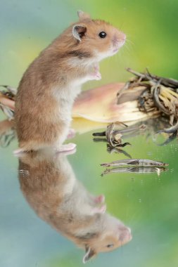 Yere düşen muz çiçeklerini yiyen bir Campbell cücesi hamster. Bu kemirgenin bilimsel adı Phodopus kampbelli..