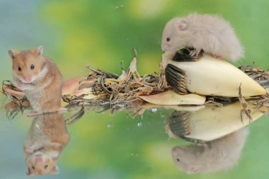 İki Campbell cüce hamsterı yere düşen muz çiçeklerini yiyorlar. Bu kemirgenin bilimsel adı Phodopus kampbelli..