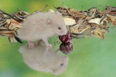 Yere düşen muz çiçeklerini yiyen bir Campbell cücesi hamster. Bu kemirgenin bilimsel adı Phodopus kampbelli..