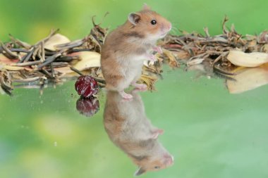 Yere düşen muz çiçeklerini yiyen bir Campbell cücesi hamster. Bu kemirgenin bilimsel adı Phodopus kampbelli..