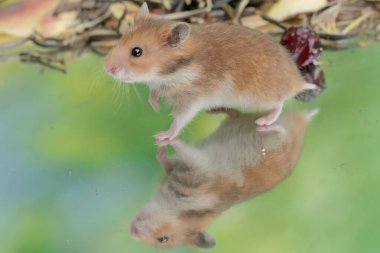 A Campbell dwarf hamster eating banana flowers that fell to the ground. This rodent has the scientific name Phodopus campbelli. clipart