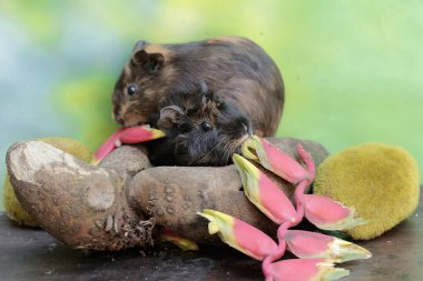 Yetişkin bir kobay, yere düşmüş yabani muz çiçekleri yiyor. Bu kemirgen memelinin bilimsel adı Cavia Porcellus..