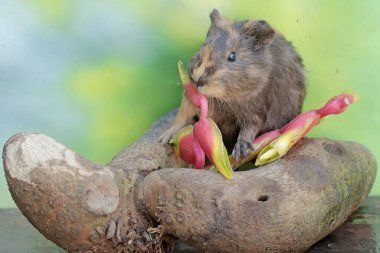 Yetişkin bir kobay, yere düşmüş yabani muz çiçekleri yiyor. Bu kemirgen memelinin bilimsel adı Cavia Porcellus..