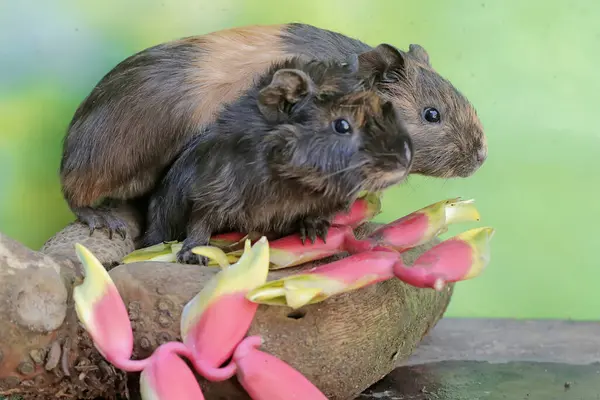 stock image A pair of guinea pigs are eating wild banana flower arrangements that have fallen to the ground. This rodent mammal has the scientific name Cavia porcellus.