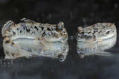 Two barred mudskippers are resting. This fish, which is mostly done in the mud, has the scientific name Periophthalmus argentilineatus. clipart