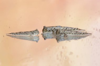 Çamurlu üç kişi dinleniyor. Çoğunlukla çamurda yapılan bu balığın bilimsel adı Periophthalmus Argentilineatus..