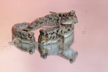 Çamurlu üç kişi dinleniyor. Çoğunlukla çamurda yapılan bu balığın bilimsel adı Periophthalmus Argentilineatus..