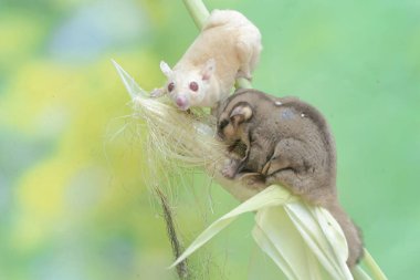 Genç mısırları yiyen bir çift yetişkin şeker planörü. Bu memelinin bilimsel adı Petaurus breviceps.