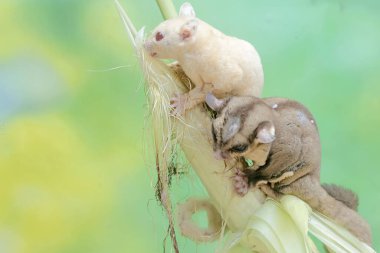 Genç mısırları yiyen bir çift yetişkin şeker planörü. Bu memelinin bilimsel adı Petaurus breviceps.