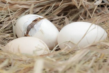 Yumurtadan yeni çıkmış Brahma yavrusu yuvasında. Büyük duruşu ve vücut ağırlığı olan bu tavuğun bilimsel adı Gallus Gallus domesticus..