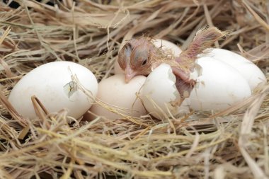 Yumurtadan yeni çıkmış Brahma yavrusu yuvasında. Büyük duruşu ve vücut ağırlığı olan bu tavuğun bilimsel adı Gallus Gallus domesticus..