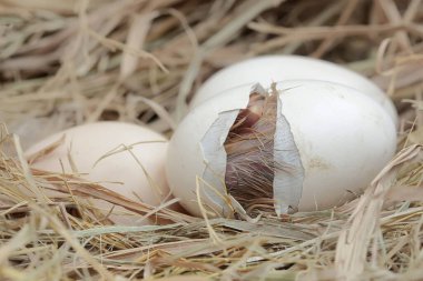 Yumurtadan yeni çıkmış Brahma yavrusu yuvasında. Büyük duruşu ve vücut ağırlığı olan bu tavuğun bilimsel adı Gallus Gallus domesticus..