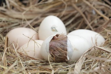 Yumurtadan yeni çıkmış Brahma yavrusu yuvasında. Büyük duruşu ve vücut ağırlığı olan bu tavuğun bilimsel adı Gallus Gallus domesticus..