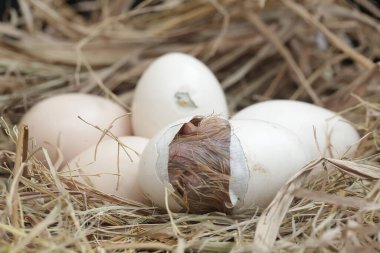 A newly hatched Brahma chick in its nest. This chicken with a large posture and body weight has the scientific name Gallus gallus domesticus. clipart