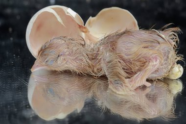 Yumurtadan yeni çıkmış Brahma yavrusu yuvasında. Büyük duruşu ve vücut ağırlığı olan bu tavuğun bilimsel adı Gallus Gallus domesticus..