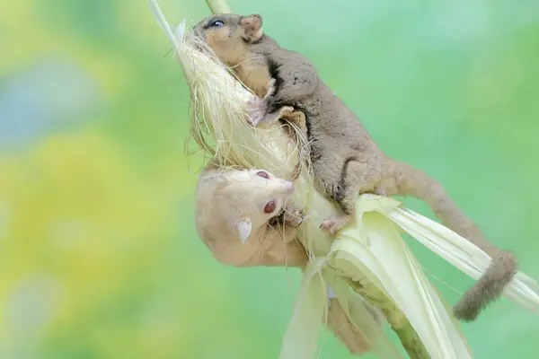 stock image A pair of adult sugar gliders eating young corn. This mammal has the scientific name Petaurus breviceps.