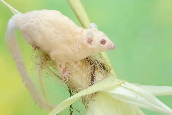 stock image An adult sugar glider is eating young corn pods. This mammal has the scientific name Petaurus breviceps.