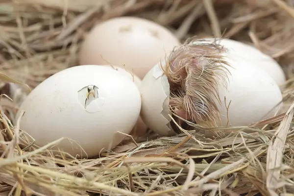 Yumurtadan yeni çıkmış Brahma yavrusu yuvasında. Büyük duruşu ve vücut ağırlığı olan bu tavuğun bilimsel adı Gallus Gallus domesticus..