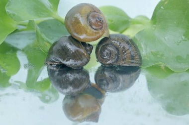 Three apple-snails are eating water hyacinth leaves. This mollusk has the scientific name Pila ampullacea. clipart