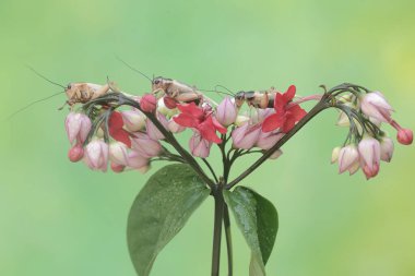 A number of field crickets are eating bleeding heart flowers. This insect has the scientific name Gryllus campestris. clipart