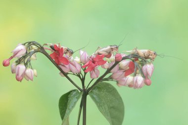 A number of field crickets are eating bleeding heart flowers. This insect has the scientific name Gryllus campestris. clipart