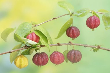 Meyve dolu Surinam kiraz ağacı dalları. Bu bitkinin bilimsel adı Eugenia uniflora.