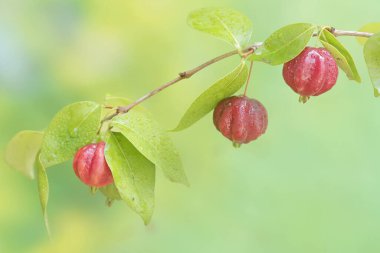 Meyve dolu Surinam kiraz ağacı dalları. Bu bitkinin bilimsel adı Eugenia uniflora.