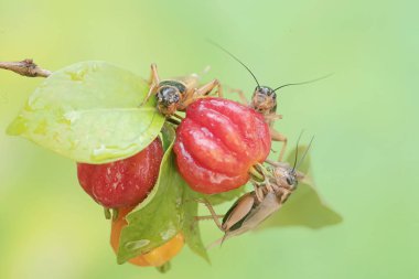 Three field crickets are eating Surinam cherries. This insect has the scientific name Gryllus campestris. clipart