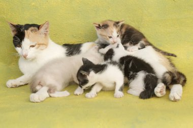 Bir anne kedi yavrularını emziriyor. Sık sık evcil hayvan olarak kullanılan bu memelinin bilimsel adı Felis catus 'tur..