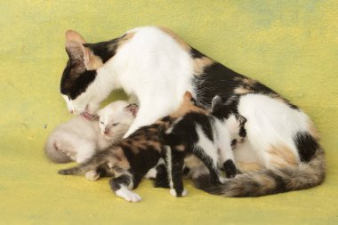 Bir anne kedi yavrularını emziriyor. Sık sık evcil hayvan olarak kullanılan bu memelinin bilimsel adı Felis catus 'tur..