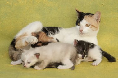 Bir anne kedi yavrularını emziriyor. Sık sık evcil hayvan olarak kullanılan bu memelinin bilimsel adı Felis catus 'tur..