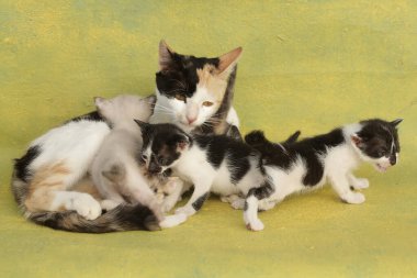 Bir anne kedi yavrularını emziriyor. Sık sık evcil hayvan olarak kullanılan bu memelinin bilimsel adı Felis catus 'tur..