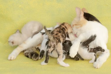 Bir anne kedi yavrularını emziriyor. Sık sık evcil hayvan olarak kullanılan bu memelinin bilimsel adı Felis catus 'tur..
