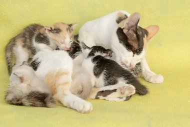 Bir anne kedi yavrularını emziriyor. Sık sık evcil hayvan olarak kullanılan bu memelinin bilimsel adı Felis catus 'tur..