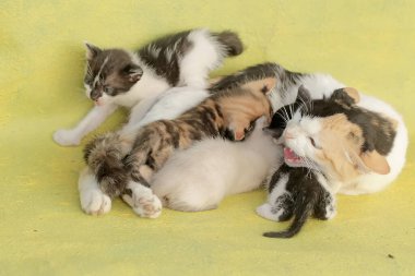 Bir anne kedi yavrularını emziriyor. Sık sık evcil hayvan olarak kullanılan bu memelinin bilimsel adı Felis catus 'tur..