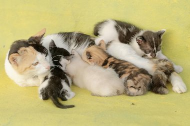 Bir anne kedi yavrularını emziriyor. Sık sık evcil hayvan olarak kullanılan bu memelinin bilimsel adı Felis catus 'tur..