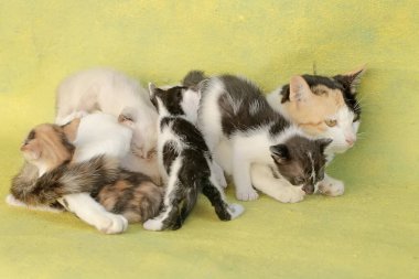 Bir anne kedi yavrularını emziriyor. Sık sık evcil hayvan olarak kullanılan bu memelinin bilimsel adı Felis catus 'tur..