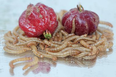 Yellow meal worm colony eating some Surinam cherries that fell to the ground. This caterpillar has the scientific name Tenebrio molitor. clipart