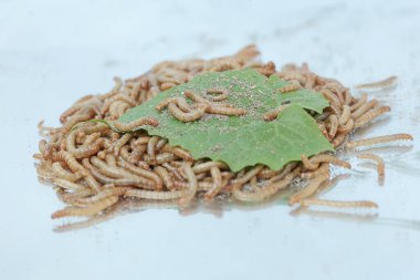 Yellow meal worm colony eating a young leaf that fell to the ground. This caterpillar has the scientific name Tenebrio molitor. clipart