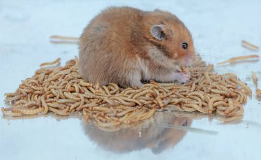 A Campbell dwarf hamster eating a colony of yellow meal worms. This rodent has the scientific name Phodopus campbelli. clipart