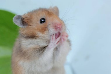 Campbell cüce hamsterının sevimli ve sevimli yüzü. Bu kemirgenin bilimsel adı Phodopus kampbelli..