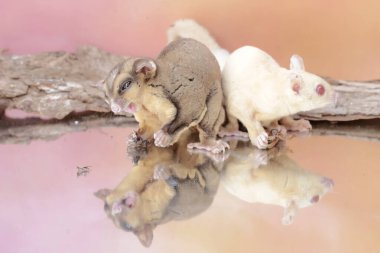 Cırcır böceklerini avlayan bir çift planör. Bu memelinin bilimsel adı Petaurus breviceps.