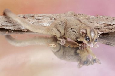 Yetişkin bir planör bir cırcırböceğini avlıyor. Bu memelinin bilimsel adı Petaurus breviceps.