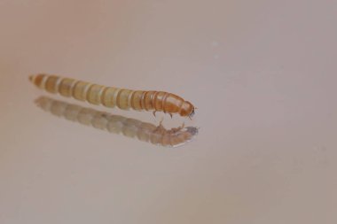 A beautiful reflection of a number of yellow meal worms. This caterpillar has the scientific name Tenebrio molitor. clipart