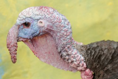 Erkek bir hindinin cesur ve kaslı yüzü. İnsanlar tarafından yetiştirilen bu hayvanın bilimsel adı Meleagris Dörtnala.