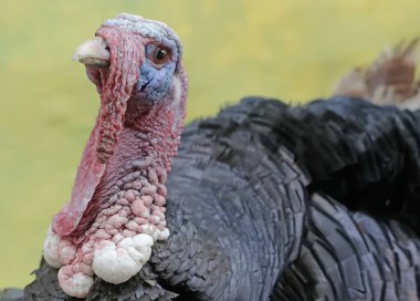 Erkek bir hindinin cesur ve kaslı yüzü. İnsanlar tarafından yetiştirilen bu hayvanın bilimsel adı Meleagris Dörtnala.