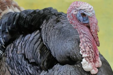Erkek bir hindinin cesur ve kaslı yüzü. İnsanlar tarafından yetiştirilen bu hayvanın bilimsel adı Meleagris Dörtnala.