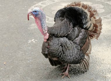 Erkek bir hindinin cesur ve kaslı yüzü. İnsanlar tarafından yetiştirilen bu hayvanın bilimsel adı Meleagris Dörtnala.