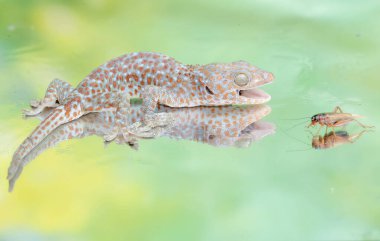 Bir tokay gecko bir cırcırböceğini avlamaya hazır. Bu sürüngenin bilimsel adı Gekko gecko.